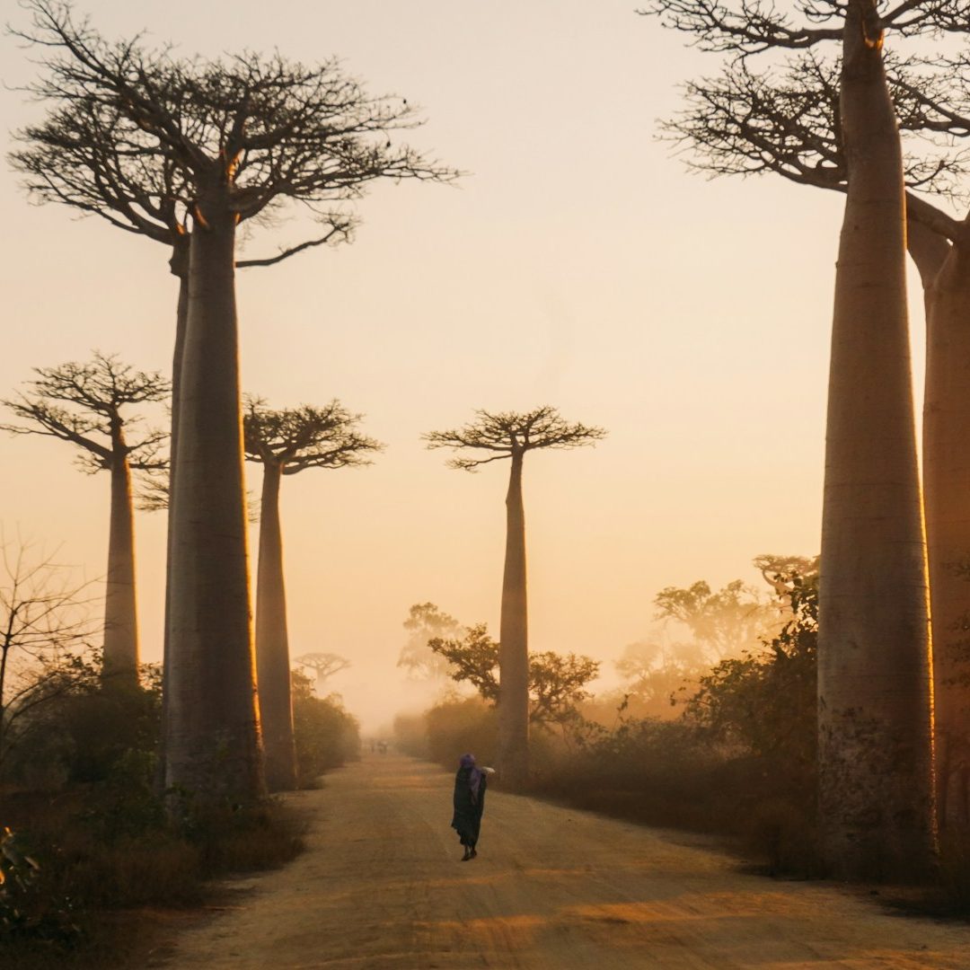 Handverlesene Bourbon-Vanilleschoten aus Madagaskar
